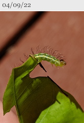 Acronicta psorallina