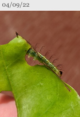 Acronicta psorallina