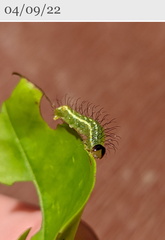 Acronicta psorallina