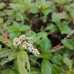 Persicaria barbata
