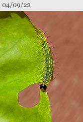 Acronicta psorallina