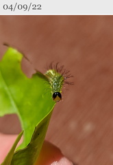 Acronicta psorallina