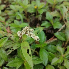 Persicaria barbata