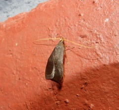 Lecithocera