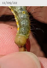 Acronicta psorallina