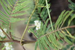 Acaciella angustissima