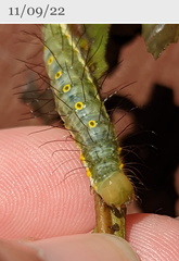 Acronicta psorallina