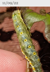 Acronicta psorallina
