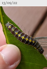 Acronicta psorallina
