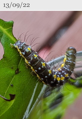 Acronicta psorallina