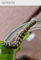 Acronicta psorallina