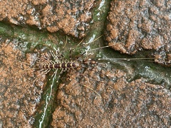 Scutigeridae