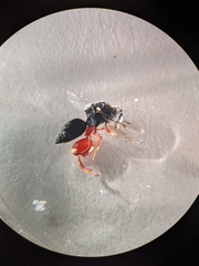 Brachymeria podagrica