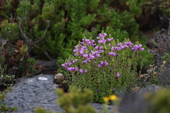 Euphrasia collina tetragona