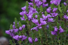 Euphrasia collina tetragona