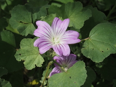 Malva weinmanniana