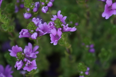 Euphrasia collina tetragona