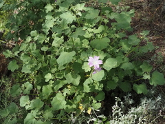Malva weinmanniana