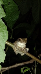 Trachycephalus vermiculatus