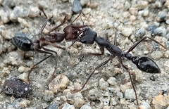 Myrmecia pyriformis