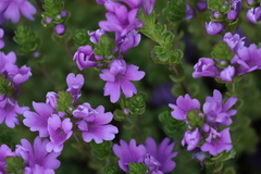 Euphrasia collina tetragona