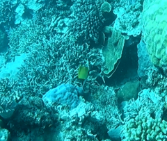 Forcipiger longirostris