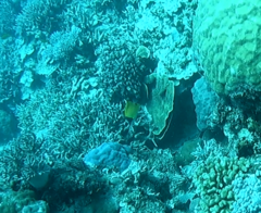 Forcipiger longirostris
