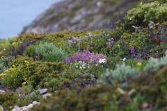 Euphrasia collina tetragona