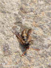 Paranthrene robiniae