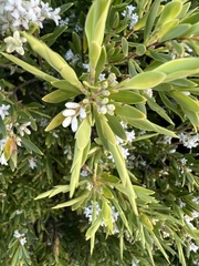 Leucopogon parviflorus