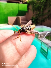 Paranthrene robiniae