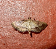 Marasmia poeyalis
