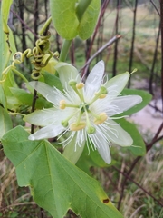 Passiflora subpeltata