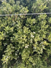 Leucopogon parviflorus