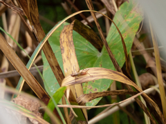 Conocephalus attenuatus