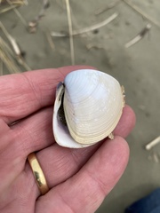 Crassula aequilatera