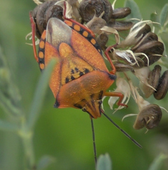 Carpocoris mediterraneus