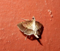 Marasmia poeyalis