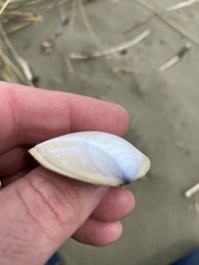 Crassula aequilatera