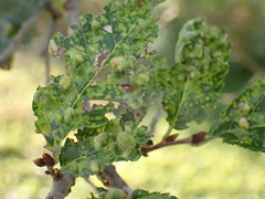 Tetraneura