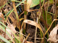 Conocephalus attenuatus