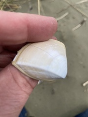 Crassula aequilatera