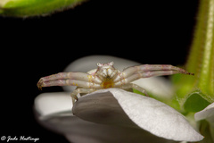 Thomisus citrinellus