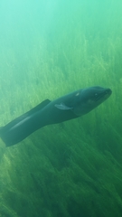 Anguilla dieffenbachii