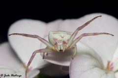 Thomisus citrinellus