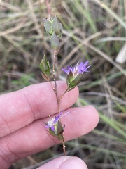 Symphyotrichum pratense