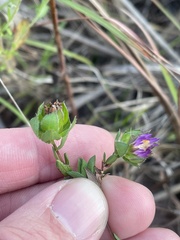 Symphyotrichum pratense