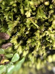 Fissidens