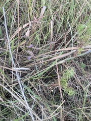 Symphyotrichum pratense