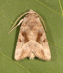 Hexorthodes accurata